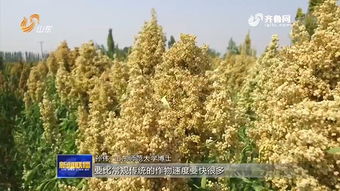 理論畝產(chǎn)700斤 黃金谷物 藜麥在山東規(guī)?；嚪N成功