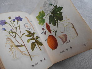 文革時期出版中醫(yī)藥精品 常用中草藥圖譜 附中草藥彩圖228頁 本書收載常用中草藥240種,按其臨床用途分為17類,每種藥物均繪有較精美的彩色圖和有關(guān)性味功治的簡要的文字說明
