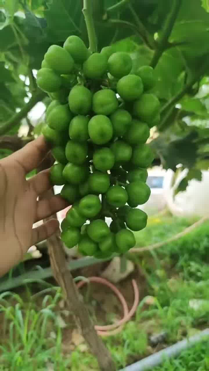 三農(nóng) 優(yōu)質(zhì)農(nóng)產(chǎn)品 農(nóng)業(yè)種植 陽(yáng)光玫瑰葡萄園 支持農(nóng)業(yè)發(fā)展