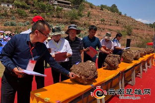 雙柏愛尼山舉辦首屆云藥康養(yǎng)文化旅游節(jié)
