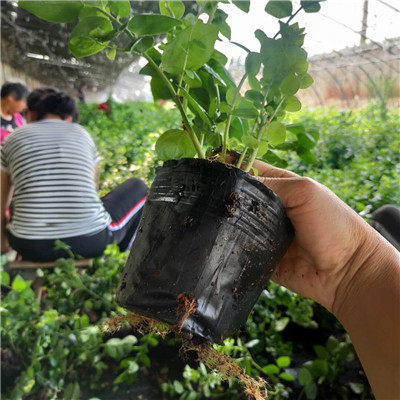 北高叢藍(lán)莓苗小苗種植技術(shù) 廣東藍(lán)莓苗